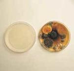 Air Sterilization Orange